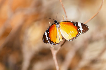 Indian common tiger /Danaus genutia Indian butterfly basking in the sun. Butterfly isolated, bokehlicious backdrop, space for text. 