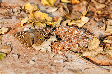Lemon pansy /Junonia lemonias butterfly basking in the sun, getting mixed with the fallen dry leaves on ground, an example of camouflage