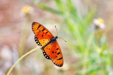 Tawny Coster / Acraea terpsicore Indian butterfly basking in the sun.  Butterfly isolated, on a soft bokehlicious background. Space for text/ Spring background/ wallpaper 