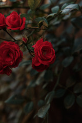red roses on a black background