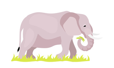 Elephant flat color vector illustration. African animal in natural habitance. Baby mammal eating grass. Green foliage. Keystone species. African creature isolated cartoon character on white background
