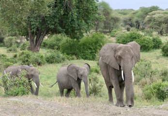 Fototapeta premium Elephant family in Savanna, Serengeti, Tanzania, Africa