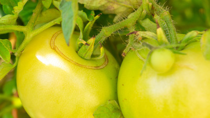 Close up of green unripe tomatoes growing on a vine branch in a garden, with a crack splitting from...