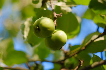 Green underripe apples hanging on tree branches