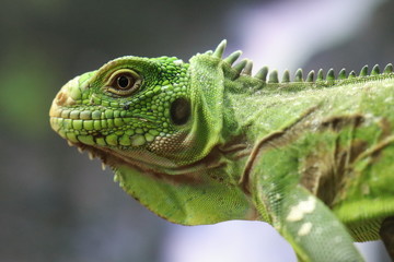 green iguana