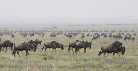 Gnu herd during great migration, Serengeti, Tanzania, Africa