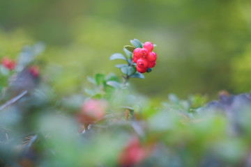 Red Berry lingonberries. Cranberries macro photo. Wildlife forest plants
