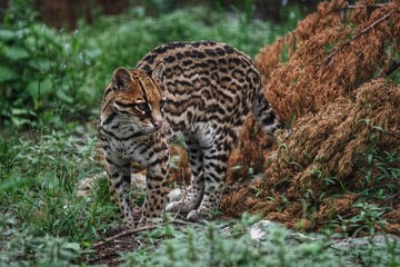 Ocelot in the wild