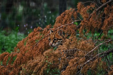 Ocelot in the wild