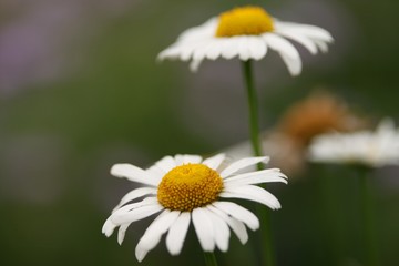 Obraz premium Flowers