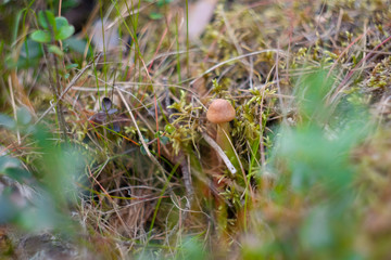 Small mushrooms growing in moss in the forest canopy