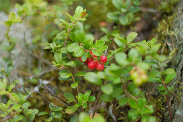 Red Berry lingonberries. Cranberries macro photo. Wildlife forest plants