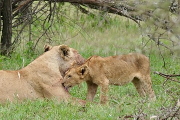 Lion cub with mother in Serengeti, Tanzania, Africa