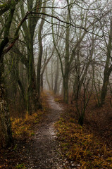 fog in the winter forest