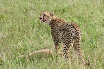 Cheetah after hunting with prey in Serengeti, Tanzania, Africa
