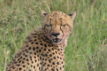Sleepy cheetah close up in Serengeti, Tanzania, Africa
