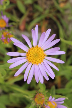 Purple-blue "Farrer's Aster" flower with orange disc in St. Gallen, Switzerland. Its Latin name is Aster Farreri (Syn Erigeron Farreri), native to western China and Tibet.