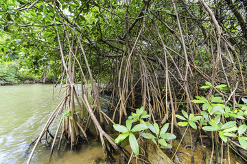 Kuba, Guantanamo, Baracoa, Naturpark Yunque