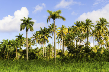 Naklejka premium Kuba, Guantanamo, Baracoa