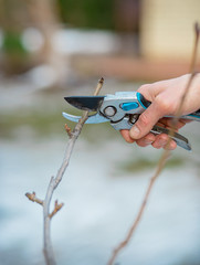 Close up of worker hands. The gardener cuts branches of bushes and trees in his garden.