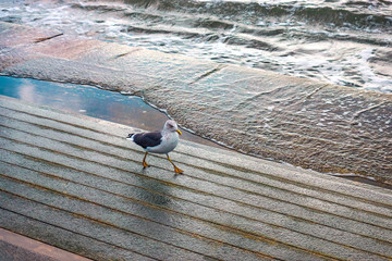 Seagull is walking on the pier on a cloudy day in Lisboa
