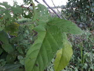 hoja de guasimo