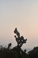 Silhouettes of cactus on a sunset background. Goa, Arambol