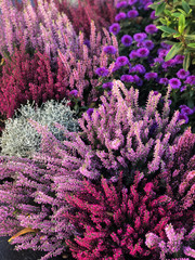 field of purple flowers