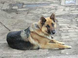 German shepherd dog is luying on the ground. Best friend