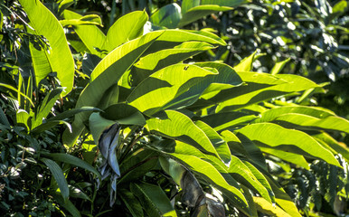Blätter in der Sonne, Dominica