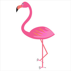 Pink flamingo on a white background