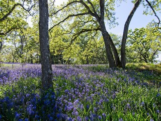 Naklejka premium Field of lupines