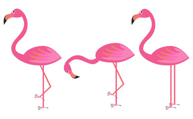 Obraz premium Three pink flamingos in a different poses on a white background