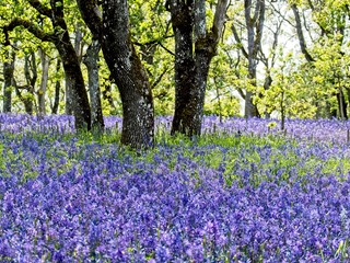 Field of lupines