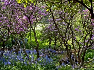 Field of lupines