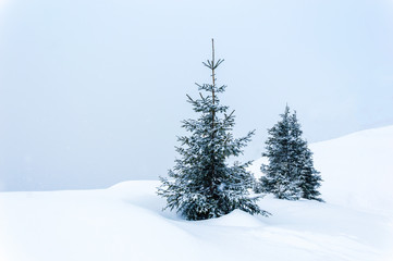 Obraz premium Simple winter scene with snow and two snow-covered fir trees against pastel blue background