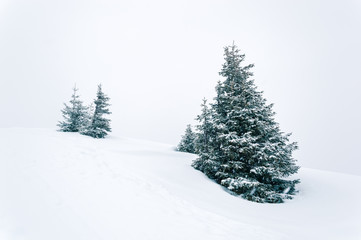Simple white winter scene with snow and snow-covered fir trees