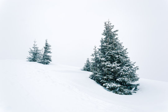 Simple white winter scene with snow and snow-covered fir trees