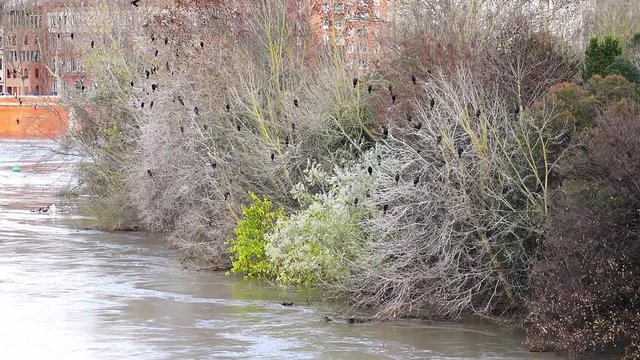 Black birds cormoran on tree branches over a stream of water in a river in the center of a modern city.