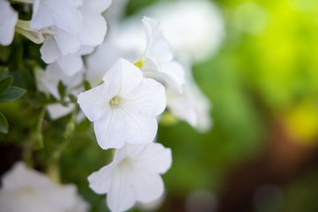 The background image of the colorful flowers