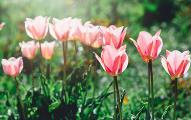 Field of pink tulips with selective focus. Spring, floral background. Garden with flowers. Natural blooming.