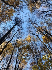 tree in autumn