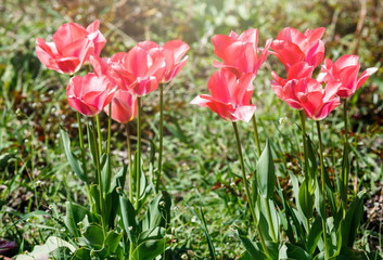 Field of pink tulips with selective focus. Spring, floral background. Garden with flowers. Natural blooming.