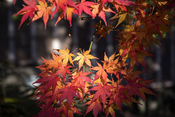 Maple leaves on tree with sunlight in autumn season