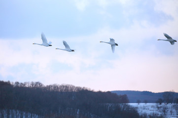 Fototapeta na wymiar 北海道の白鳥 