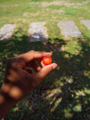 hand picking apple in garden