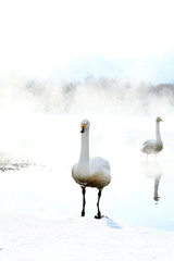 屈斜路湖の白鳥