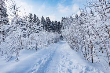 Narrow path in the winter forest at evening time.