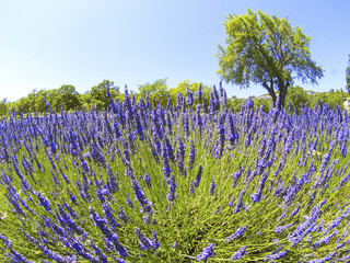 Lavendel, Provence, Frankreich, Senanque