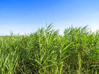Fototapeta premium Camargue, Frankreich